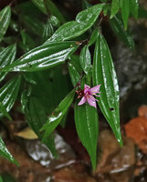 Perilimnastes  suberalata, flower, Bach Ma NP, 1200 m asl, Hue, Vietnam