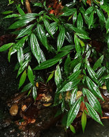 Perilimnastes  suberalata, plagiotropic stems and anisophylly, Bach Ma NP, 1200 m asl, Hue, Vietnam