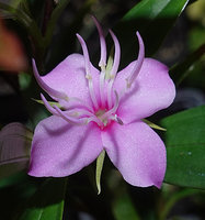 Perilimnastes  suberalata, the  flower at anthesis, Bach Ma NP, 1200 m asl, Hue, Vietnam