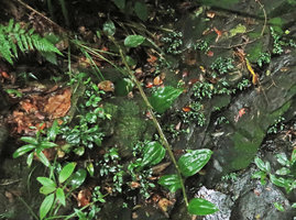 Perilimnastes  suberalata, young plants and seedlings on rocks, Bach Ma NP, 1200 m asl, Hue, Vietnam