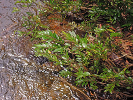 Phyllanthus aff. gracilipes, leafy stems in rheophytic habitat, Cunca Wulang waterfall, Flores, Indonesia