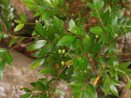 Phyllanthus aff. gracilipes, long pedunculate capsular fruits, Cunca Wulang, Flores, Indonesia