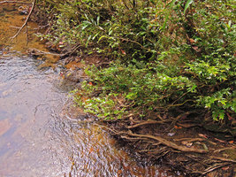 Phyllanthus aff. gracilipes, rheophytic habitat similar to Phyllanthus myrtifolius in Sri Lanka, Cunca Wulang waterfall, Flores, Indonesia