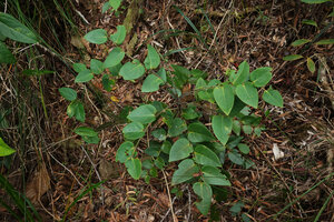 Phyllanthus bupleuroides var. latiaxialis, adult branched individual, Col d'Amieu, New Caledonia