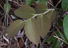 Phyllanthus bupleuroides var. latiaxialis, axillary winged stem with alternate leaves subtended by persistant stipules, Col d'Amieu, New Caledonia