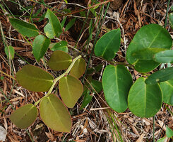 Phyllanthus bupleuroides var. latiaxialis, Col d'Amieu, New Caledonia