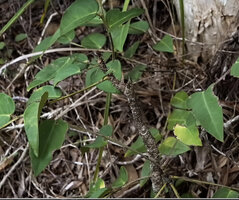 Phyllanthus bupleuroides var. latiaxialis, main woody stem bearing erect spiny short cataphylls and axillary almost herbaceous winged leafy stems, Col d'Amieu, New Caledonia