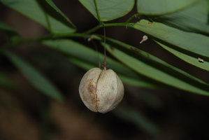 Phyllanthus elegans, inflated capsular fruit, close up, Phou Hin Poun, Khammouane, Laos
