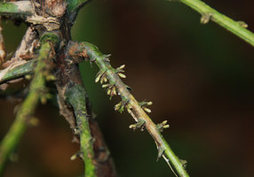 Phyllanthus elegans, proximal part of lateral branches bearing fascicles of staminate flowers, close up, Phou Hin Poun, Khammouane, Laos