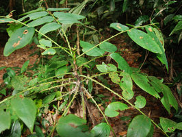 Phyllanthus elegans, proximal part of lateral branches bearing fascicles of staminate flowers, Phou Hin Poun, Khammouane, Laos