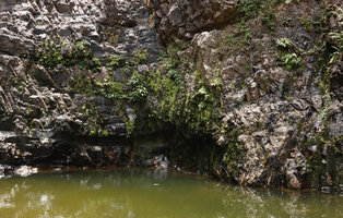 Phyllanthus oxyphyllus in habitat on vertical rocks submerged during floods ,Temurun waterfall, Langkawi, Malaysia