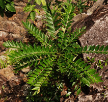 Phyllanthus oxyphyllus, leaves along plagiotropic phyllomorphic lateral stems,Temurun waterfall, Langkawi, Malaysia