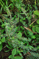 Phyllanthus liebmannianus, branched stems, San Ignacio, Belize