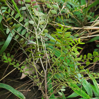 Phyllanthus liebmannianus, flowers hanging under the leaves of the plagiotropic stems, San Ignacio, Belize
