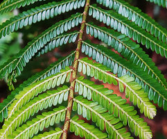 Phyllanthus mimosoides, brown pointed scale leaves along the horizontal stem, each scale with an axillary stem producing the small leaves, Petit Bras David, Basse Terre, Guadeloupe