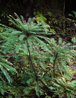 Phyllanthus mimosoides, like small tree ferns, Petit Bras David, Basse Terre, Guadeloupe