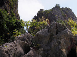 Phyllanthus mirabilis, branched apical inflorescence of arborescent individuals at the top of a karst outcrop along seashore, Railay, Krabi, Thailand