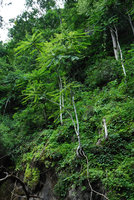 Phyllanthus mirabilis on a limestone cliff, Khao Sok, Thailande