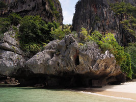 Phyllanthus mirabilis population in full bloom at the top of a karst outcrop along seashore, Railay, Krabi, Thailand