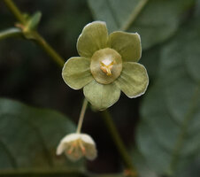 Meineckia acuminata, female flower, way to Bondwa Peak, 1400 m asl, Uluguru Mts, Tanzania