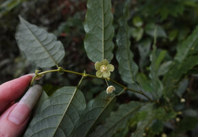 Meineckia acuminata, flowers hanging under leafy stem and prominent leaf stipules, way to Bondwa Peak, 1400 m asl, Uluguru Mts, Tanzania