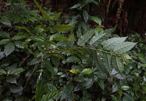 Meineckia acuminata, flowers hanging under the branches, way to Bondwa Peak, 1400 m asl, Uluguru Mts, Tanzania