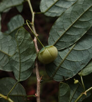 Meineckia acuminata, mature capsular fruit, way to Bondwa Peak, 1400 m asl, Uluguru Mts, Tanzania