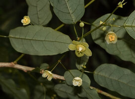 Meineckia acuminata, one female flower surrounded by four male flowers, way to Bondwa Peak, 1400 m asl, Uluguru Mts, Tanzania