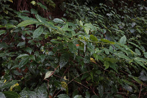 Meineckia acuminata, small shrub in forest understory, way to Bondwa Peak, 1400 m asl, Uluguru Mts, Tanzania