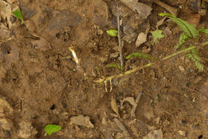Phyllanthus taxodiifolius, arching stems rooting at their tip like many Rubus, Khon Kaen, Thailand, June 2016