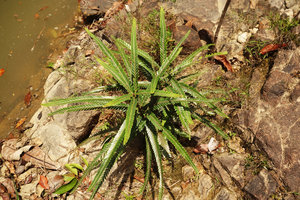 Phyllanthus watsonii, lateral branches covered by tiny shiny leaves, looking like compound leaves, Endau Rompin, Malaysia