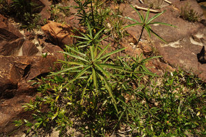 Phyllanthus watsonii, leafy parts of the pseudo monocaulous stems, Endau Rompin, Malaysia