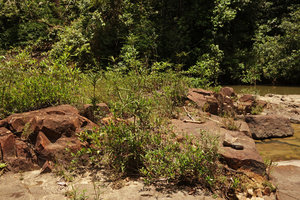 Phyllanthus watsonii, rheophytic population, Endau Rompin, Malaysia