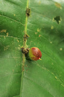 Phyllobotryon spathulatum, developping fruit emerging from the congested inflorescence adnate to the main leaf nerve, Campo, Cameroun