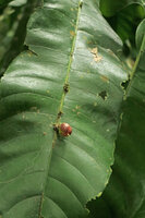 Phyllobotryon spathulatum, developping fruit on the main leaf nerve, the inflorescence axis being adnate to the main nerve, Campo, Cameroun