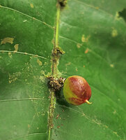 Phyllobotryon spathulatum, maturing fruit emerging from the congested inflorescence adnate to the main leaf nerve, Campo, Cameroun
