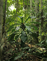 Phyllobotryon spathulatum, monocaulous litter trapping treelet in forest understory, Campo, Cameroun