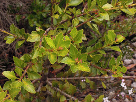 Phyllocladus aspleniifolius, cladode close-up, Cradle Mountain, Tasmania