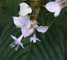 Phyllopentas schumanniana inflorescence, tubular flower with one white enlarged calyx lobe, way to Bondwa Peak, 1400 m asl, Uluguru Mts, Tanzania