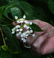 Phyllopentas schumanniana, inflorescence, way to Bondwa Peak, 1400 m asl, Uluguru Mts, Tanzania