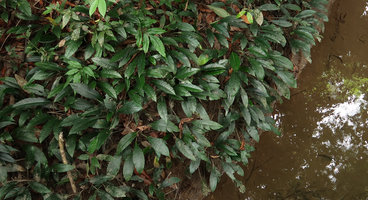 Phymatarum borneense emersed on the banks of a forest stream, Gunung Mulu NP, Sarawak, Borneo