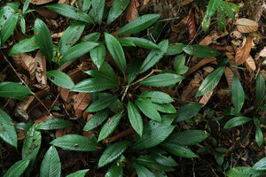 Phymatarum borneense, Gunung Mulu NP, Sarawak, Borneo