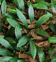Phymatarum borneense, shiny leaves, Gunung Mulu NP, Sarawak, Borneo