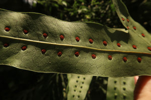 Phymatosorus membranifolius, lower frond surface with the sunken sori, Sekar Langit waterfall, Magelang, Java