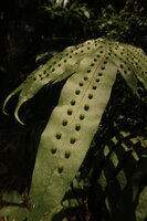 Phymatosorus membranifolius, upper frond face with the deeply raised protuberances enclosing the sunken sori, Sekar Langit waterfall, Magelang, Java