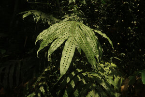 Phymatosorus membranifolius, upper frond surface with the deeply raised protuberances enclosing the sunken sori, Sekar Langit waterfall, Magelang, Java