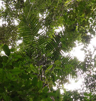Physokentia dennisii, leaf crown reaching the forest canopy,Tenaru Falls, Guadalcanal, Solomon Islands