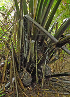 Phytelephas seemannii, big coalescent fruits clustered at the base of thPhytelephas seemannii, big coalescent fruits clustered at the base of the old leaves, Terco, Nuqui, Choco, Colombiae old leaves, Terco, Nuqui, Choco, Colombia
