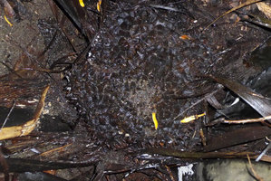 Phytelephas seemannii, coalescent spiny fruits , Terco, Nuqui, Choco, Colombia