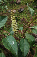 Phytolacca dodecandra, inflorescence, Bale NP, Ethiopia